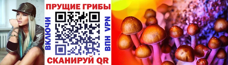 Купить где  Грязовец  Галлюциногенные грибы мицелий 